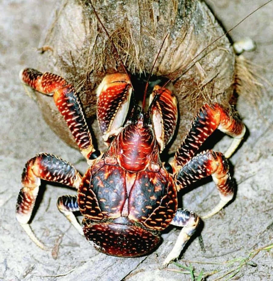 Coconut Crab Clutching Coconut Wallpaper