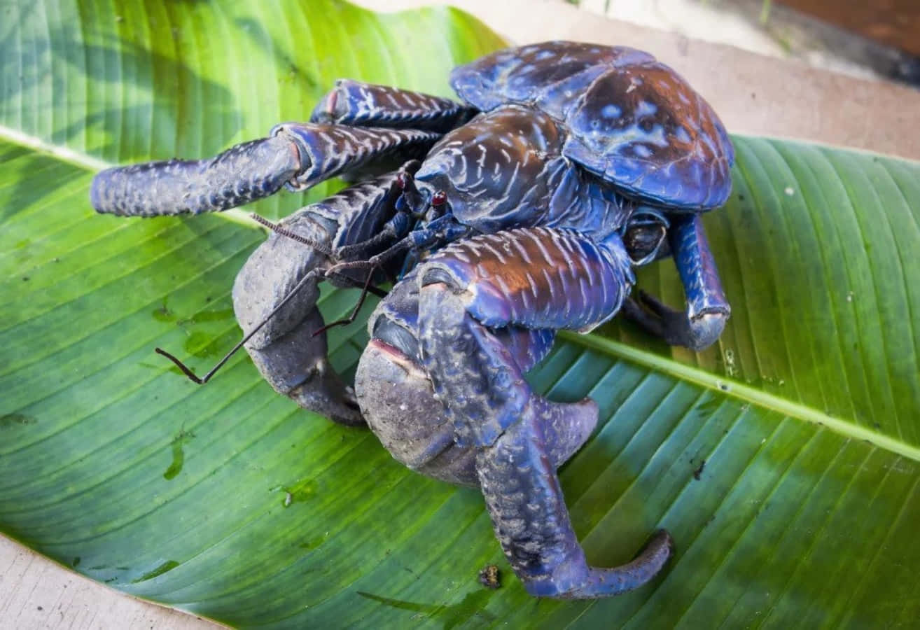 Coconut Crab On Green Leaf Wallpaper