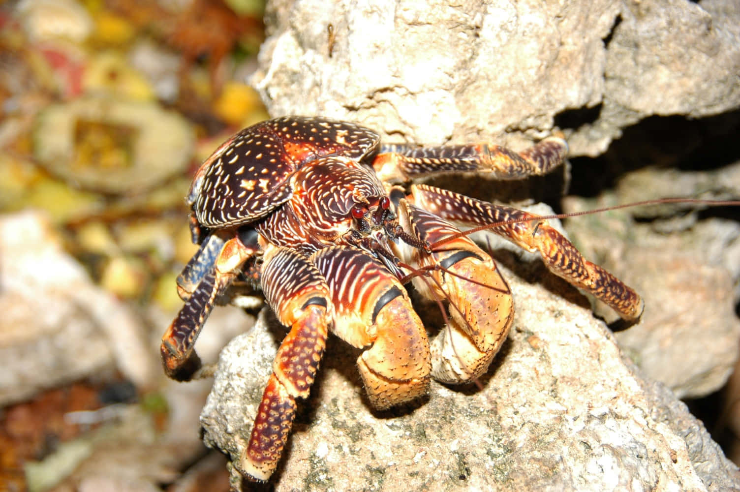 Coconut Crab On Rock Wallpaper