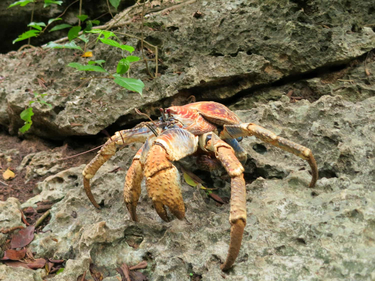 Coconut Crab On Rocky Terrain Wallpaper