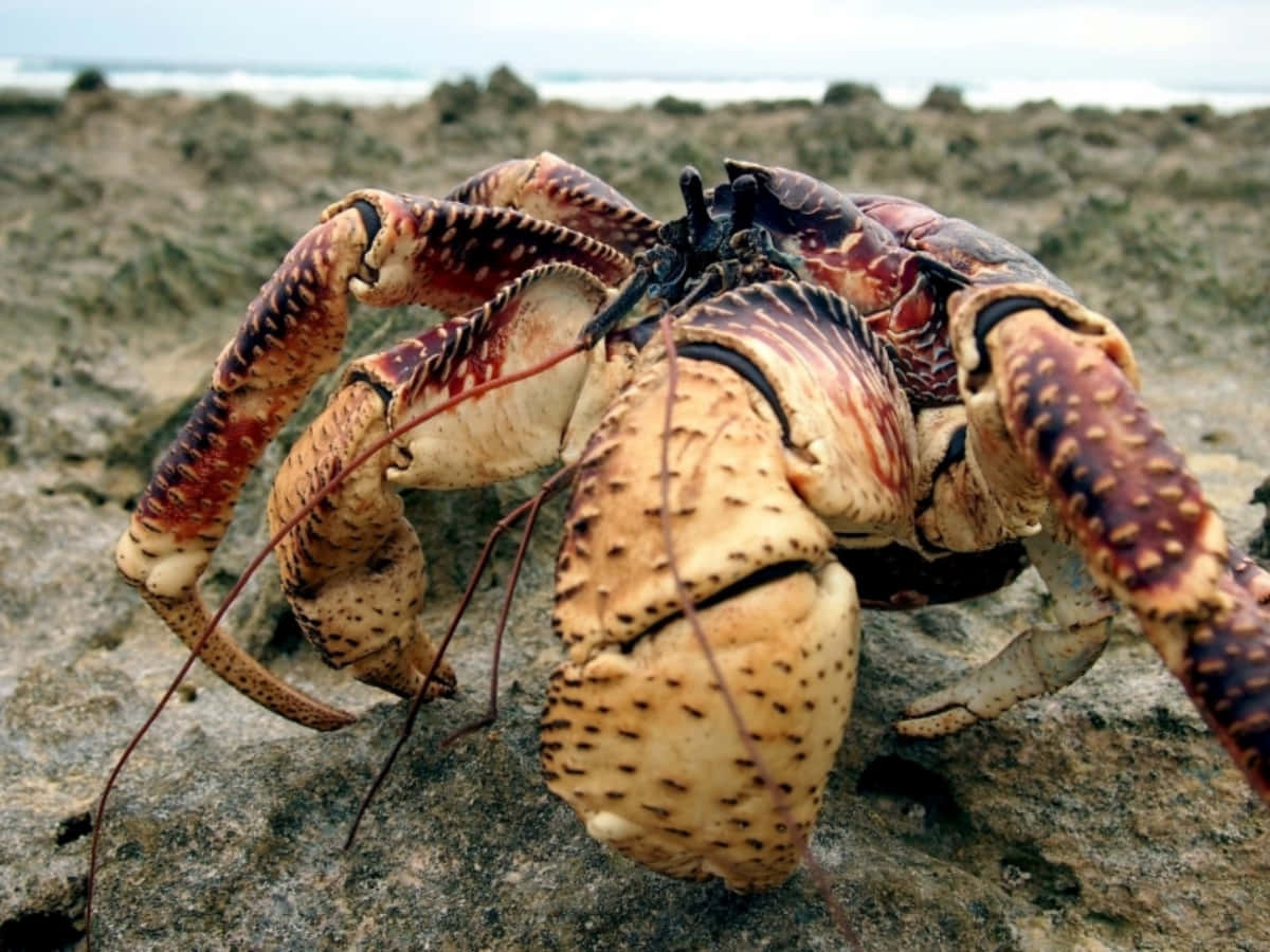 Coconut Crab On Rocky Terrain.jpg Wallpaper