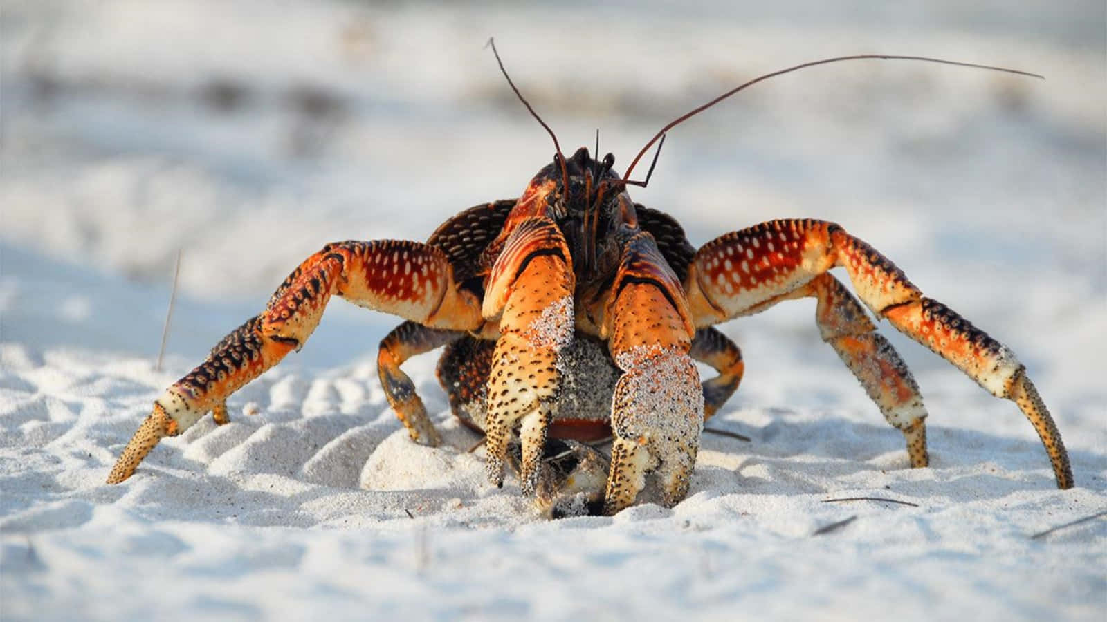 Coconut Crab On Sand Wallpaper