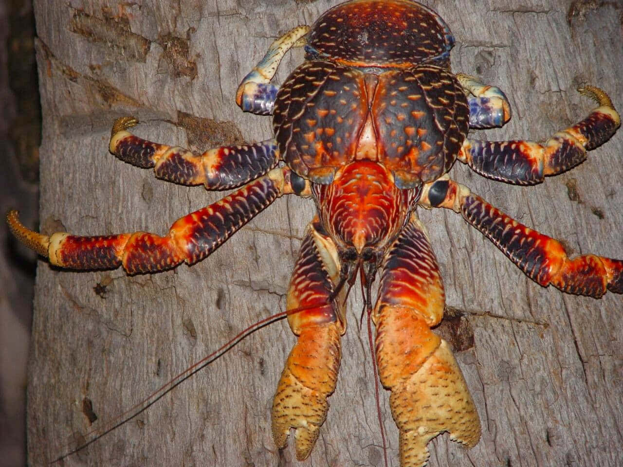 Coconut Crab On Tree Trunk Wallpaper