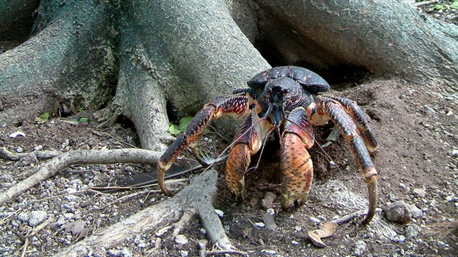 Coconut Crab Outdoors Wallpaper