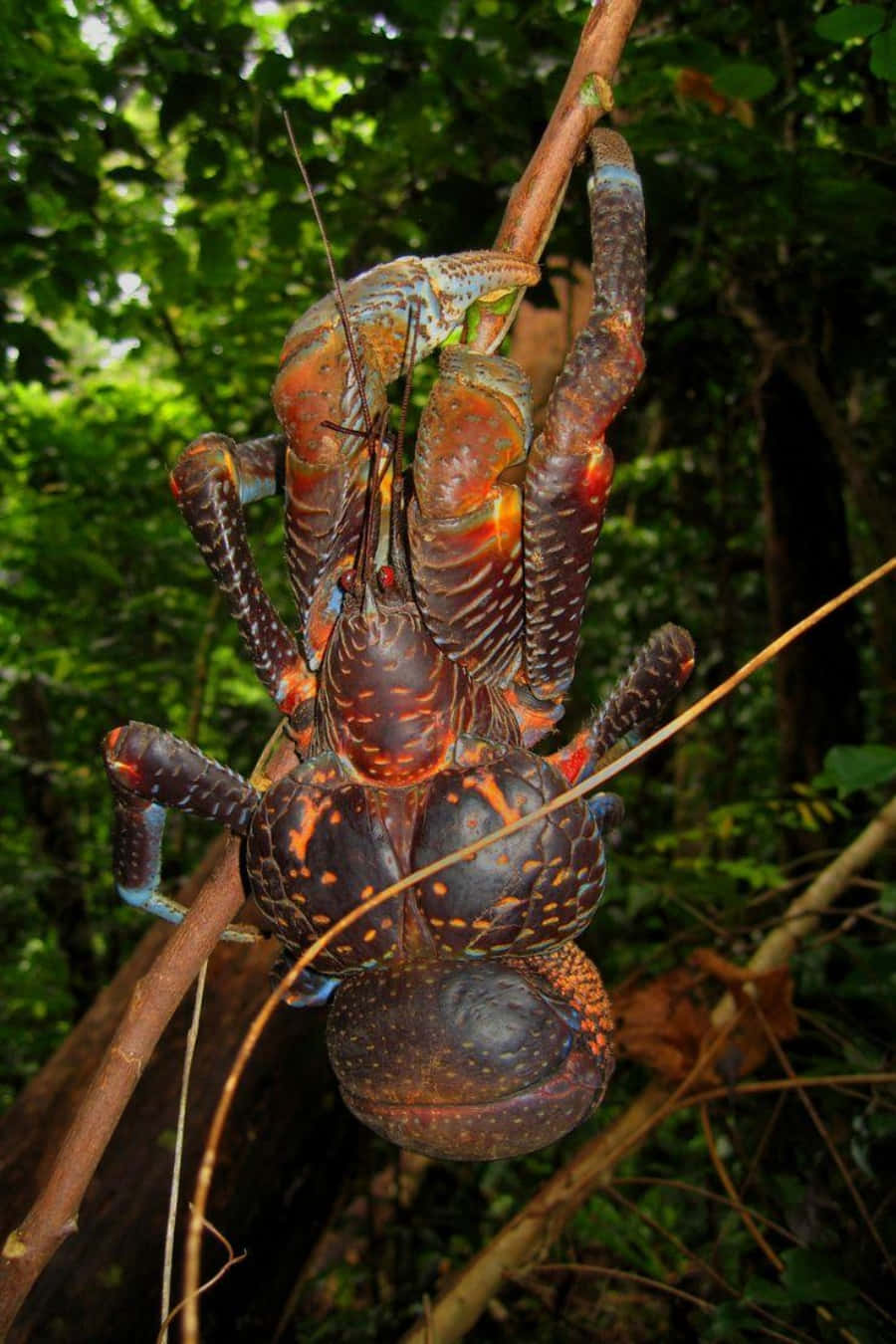 Coconut Crab Vertical Climb Wallpaper