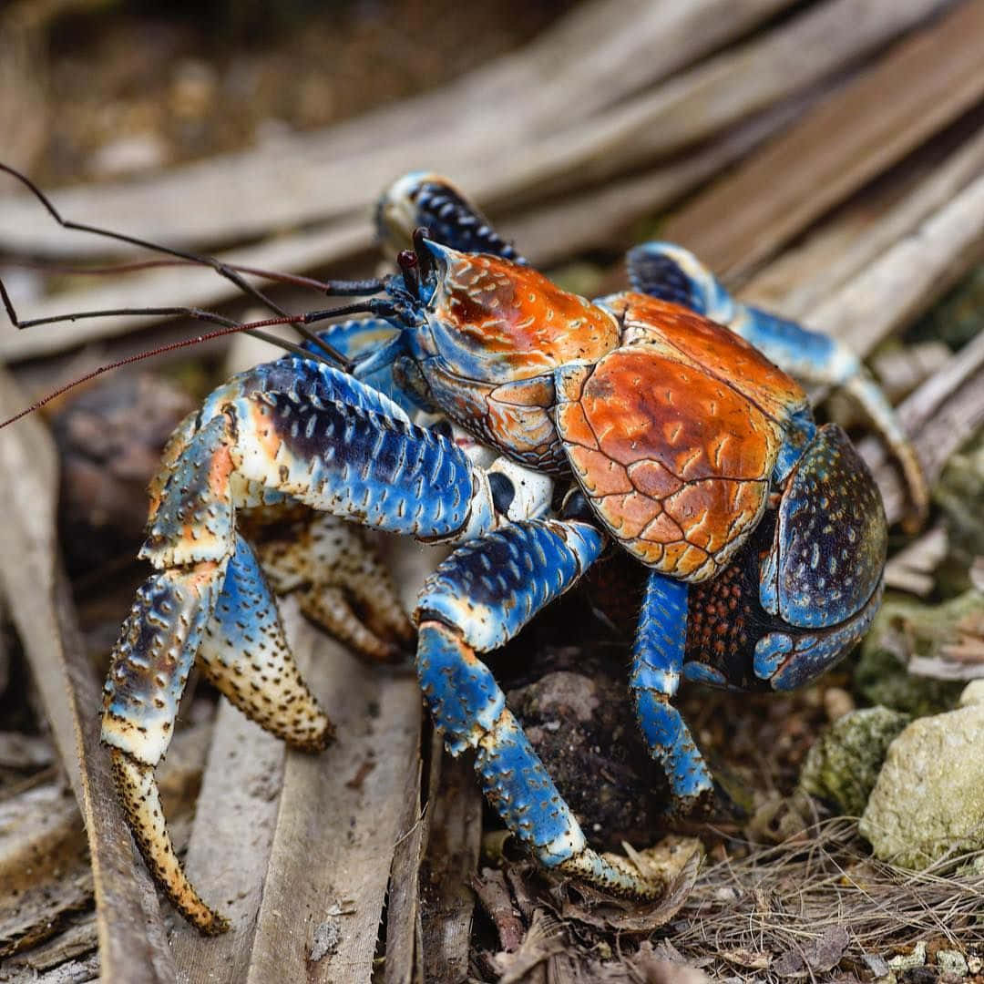 Coconut Crab Vibrant Colors Wallpaper