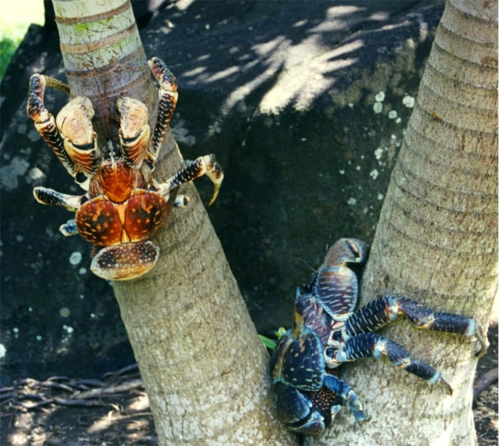 Coconut Crabs Climbing Palm Trees Wallpaper