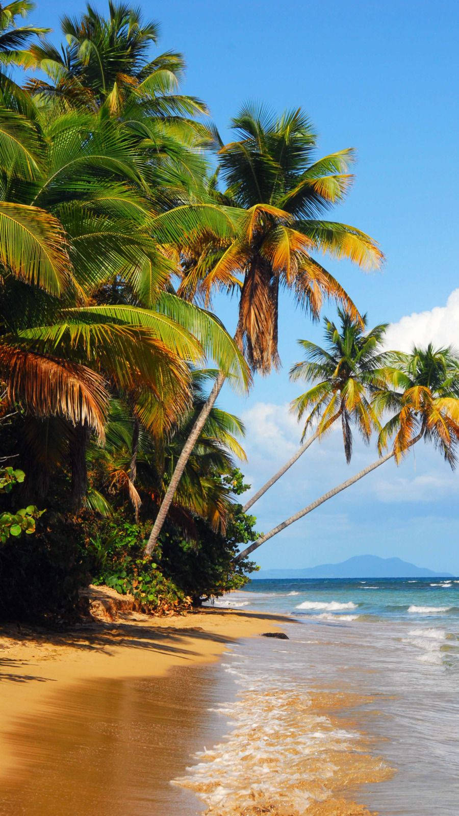 Coconut Trees Malibu Iphone Wallpaper