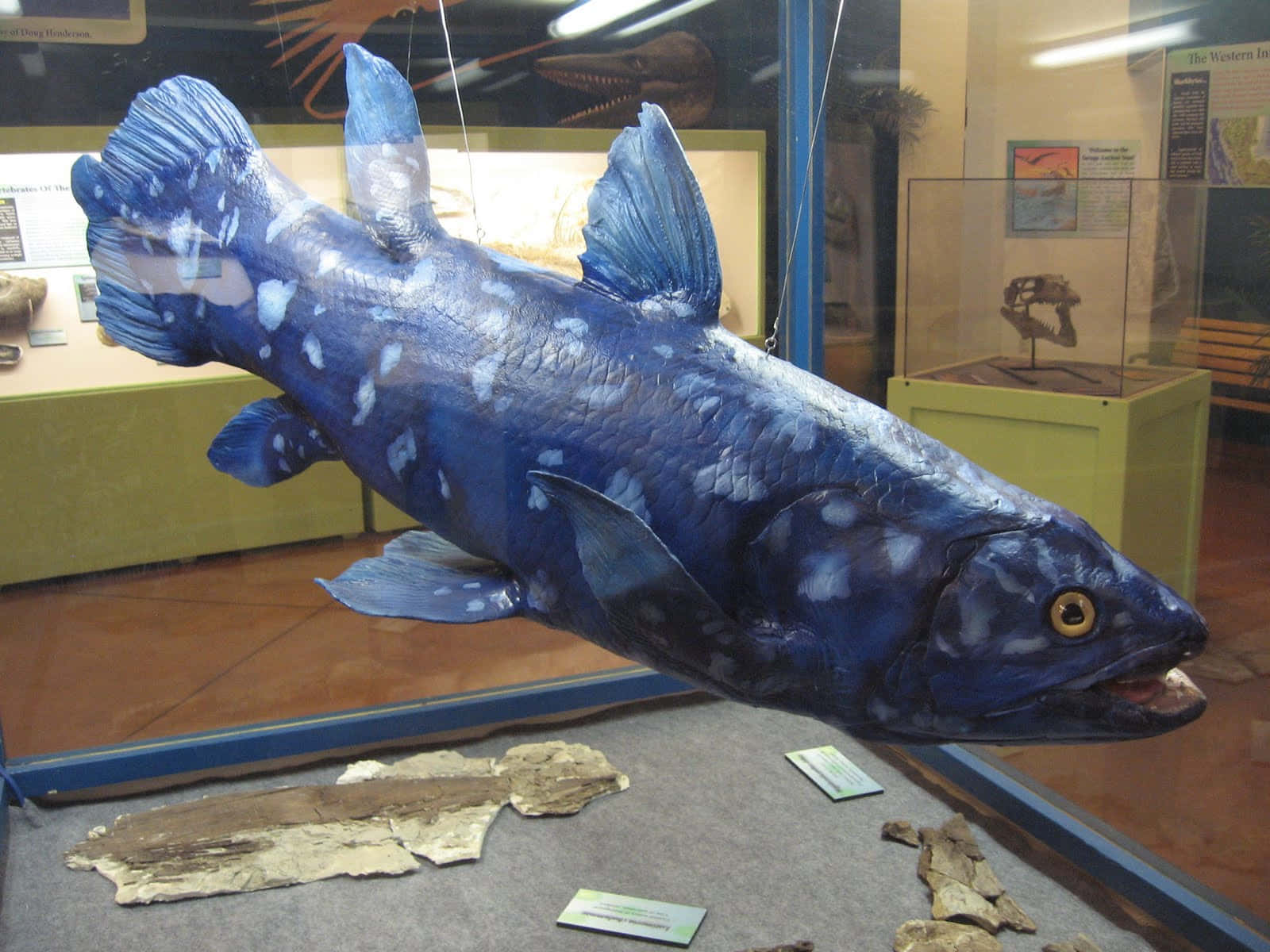 Coelacanth Exhibit Display Wallpaper