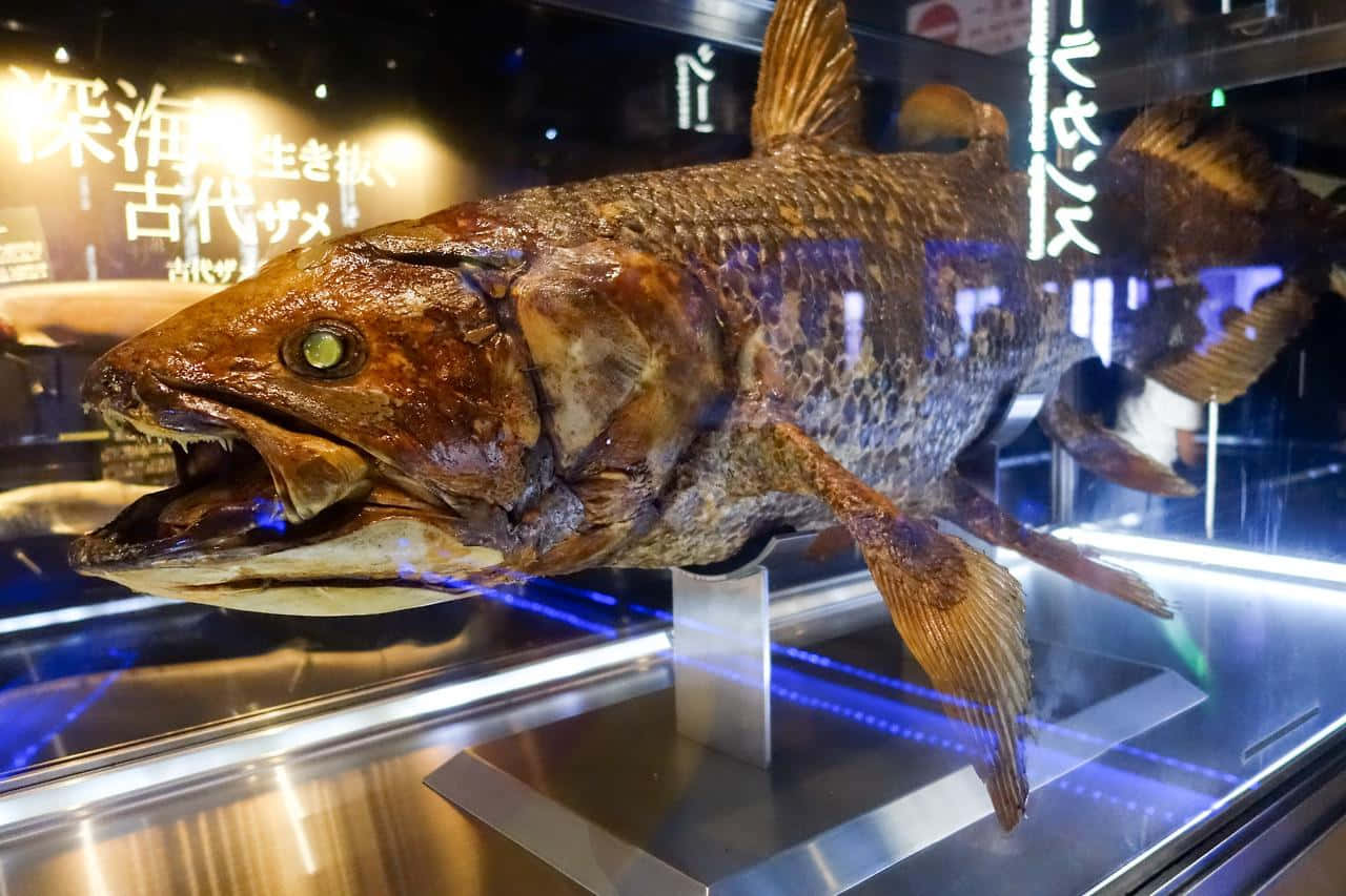 Coelacanth Exhibit Display Wallpaper