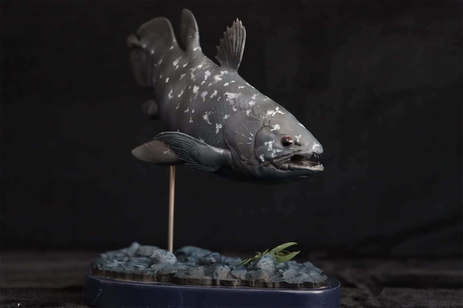 Coelacanth Model Display Wallpaper