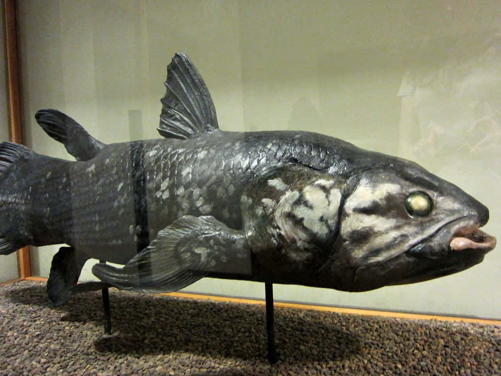 Coelacanth Model Display Wallpaper