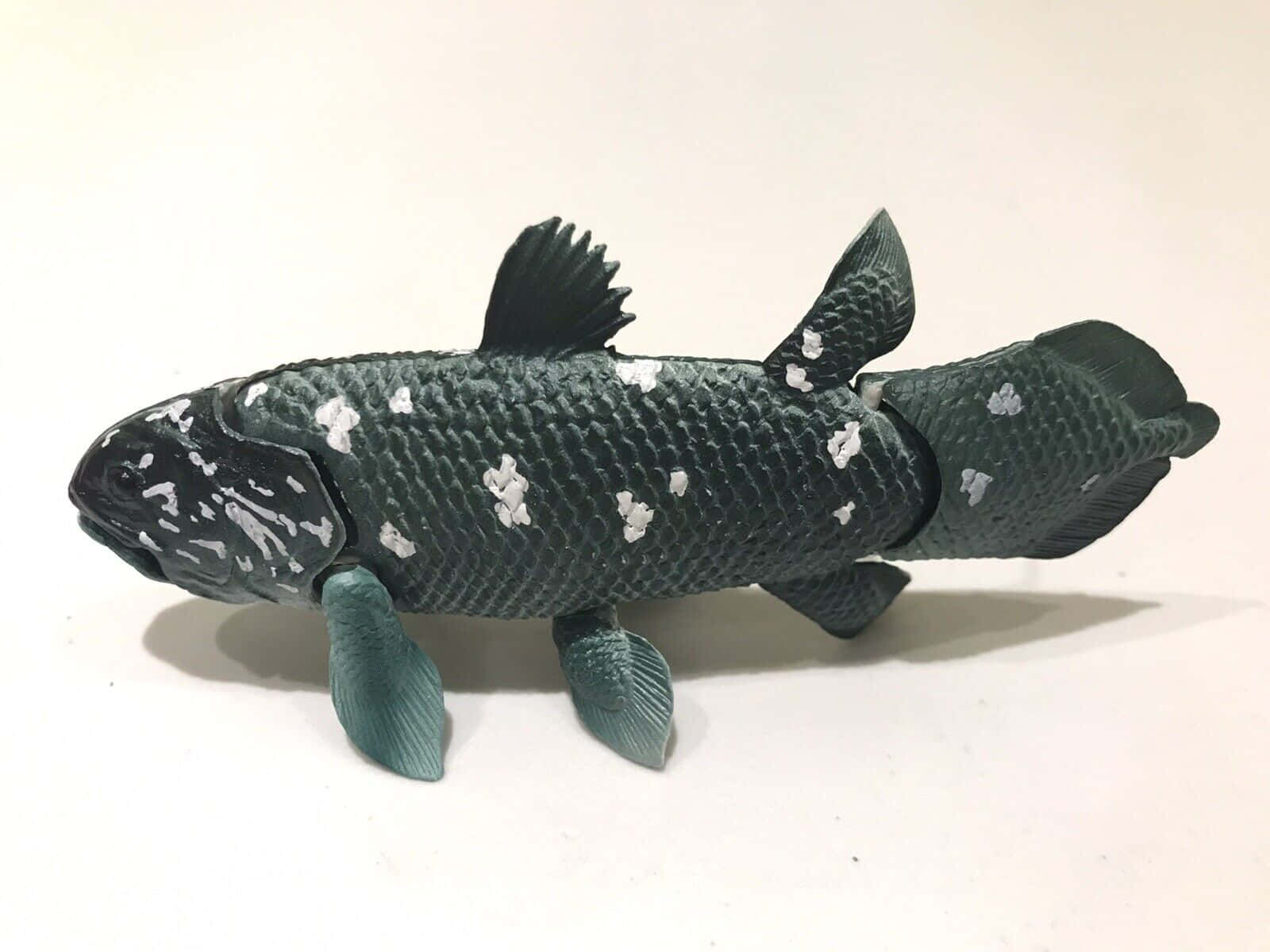 Coelacanth Modelon White Background Wallpaper