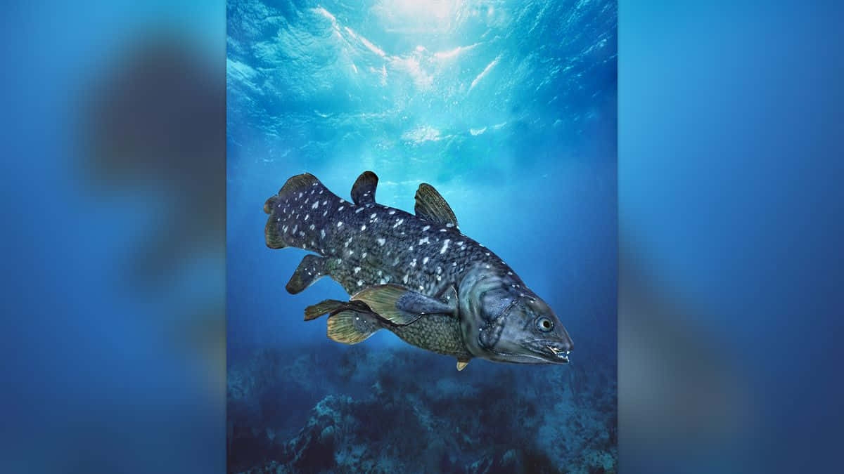 Coelacanthin Natural Habitat Wallpaper