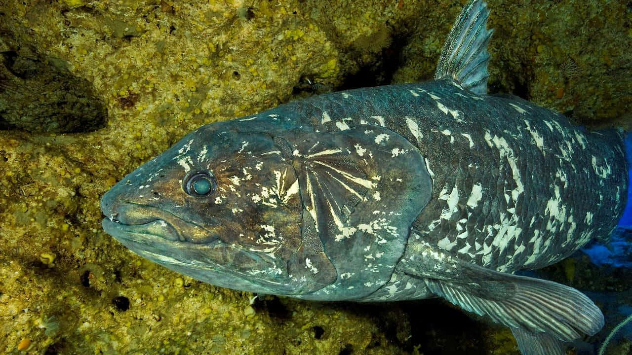 Coelacanthin Natural Habitat Wallpaper