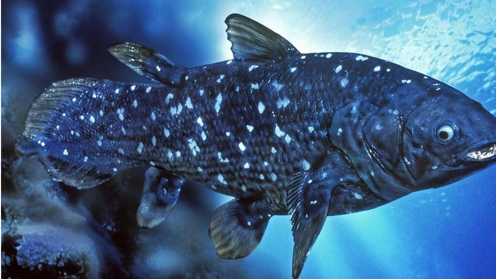 Coelacanthin Natural Habitat Wallpaper