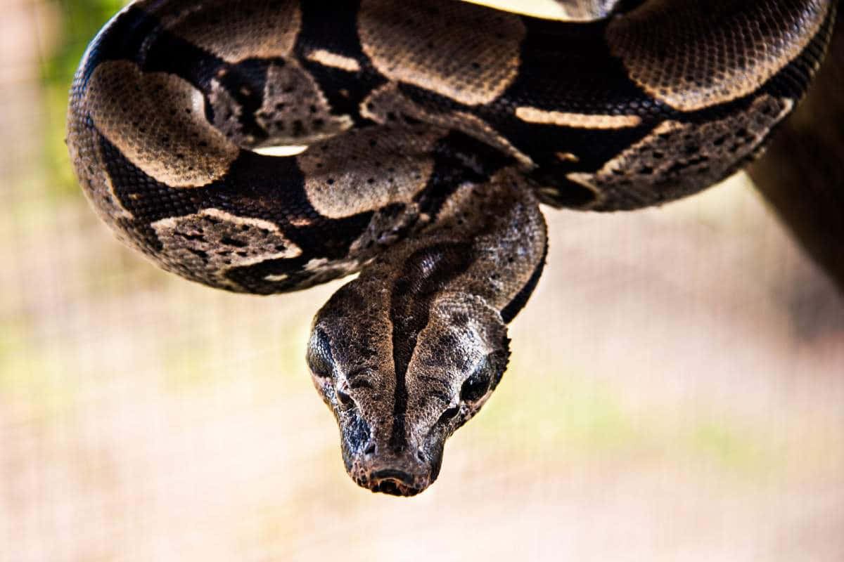 Coiled Boa Constrictor Wallpaper