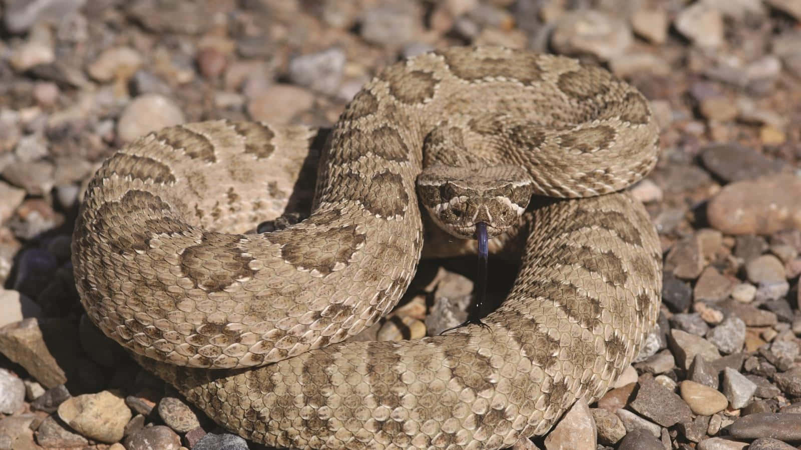 Coiled Rattlesnake Readyto Strike.jpg Wallpaper