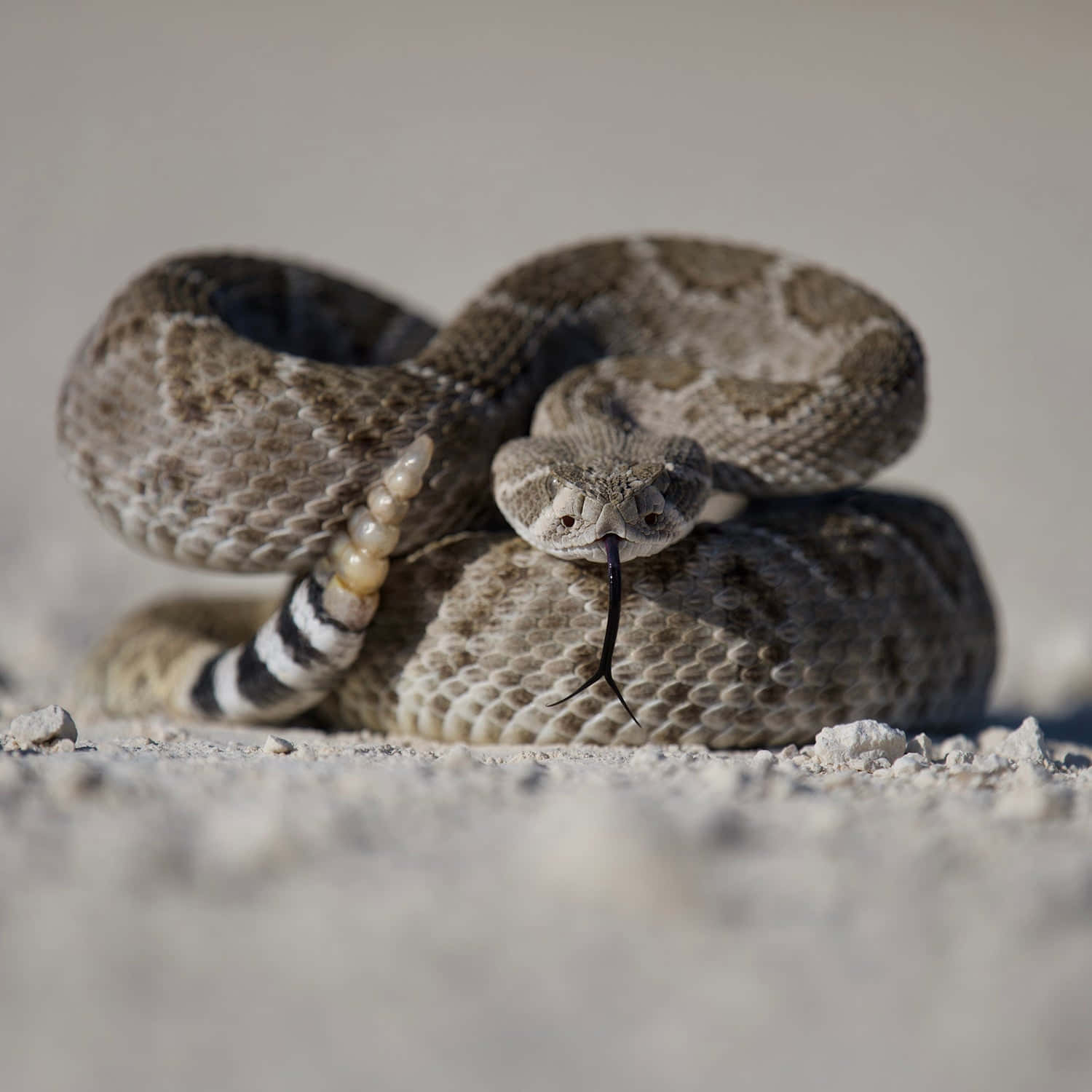 Coiled Rattlesnake Readyto Strike Wallpaper