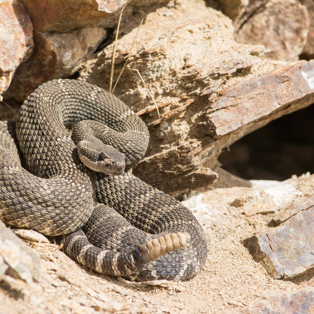 Coiled Rattlesnake Rocky Terrain Wallpaper