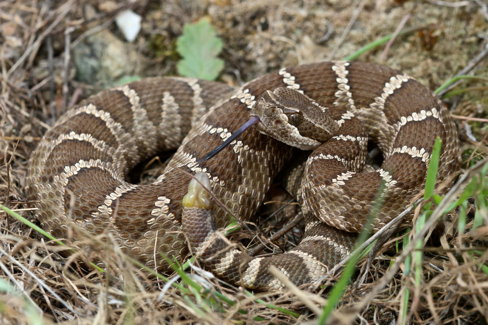 Coiled Rattlesnakein Natural Habitat.jpg Wallpaper