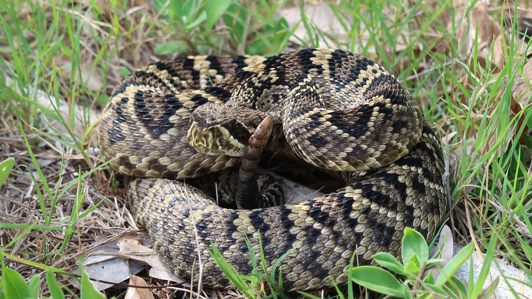 Coiled Rattlesnakein Natural Habitat.jpg Wallpaper