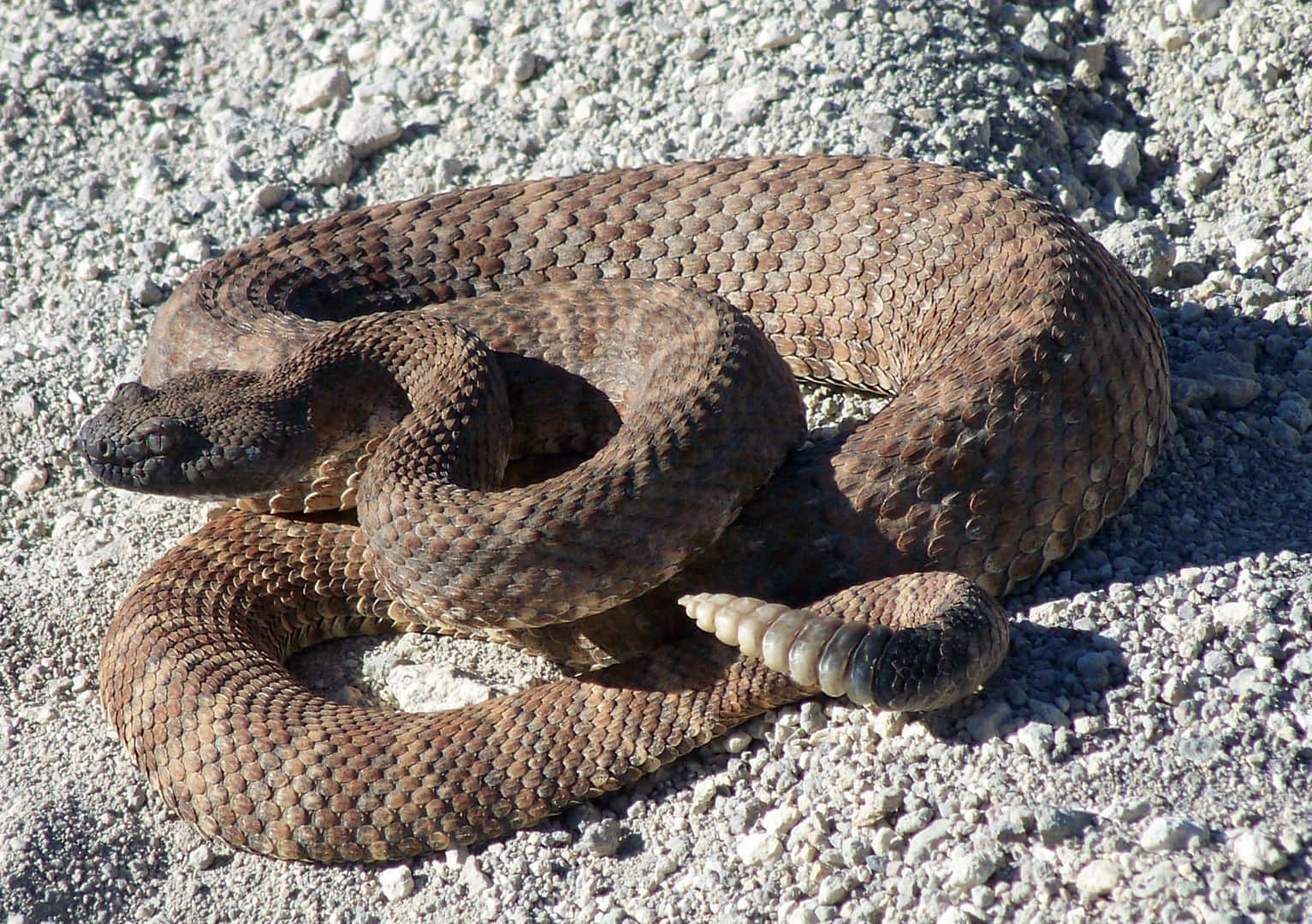 Coiled Rattlesnakeon Rocky Ground.jpg Wallpaper