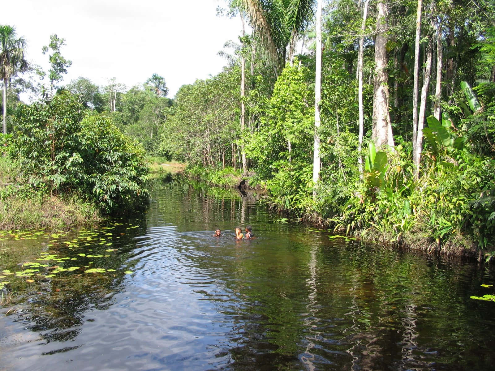 Cola Creek Paramaribo Wallpaper