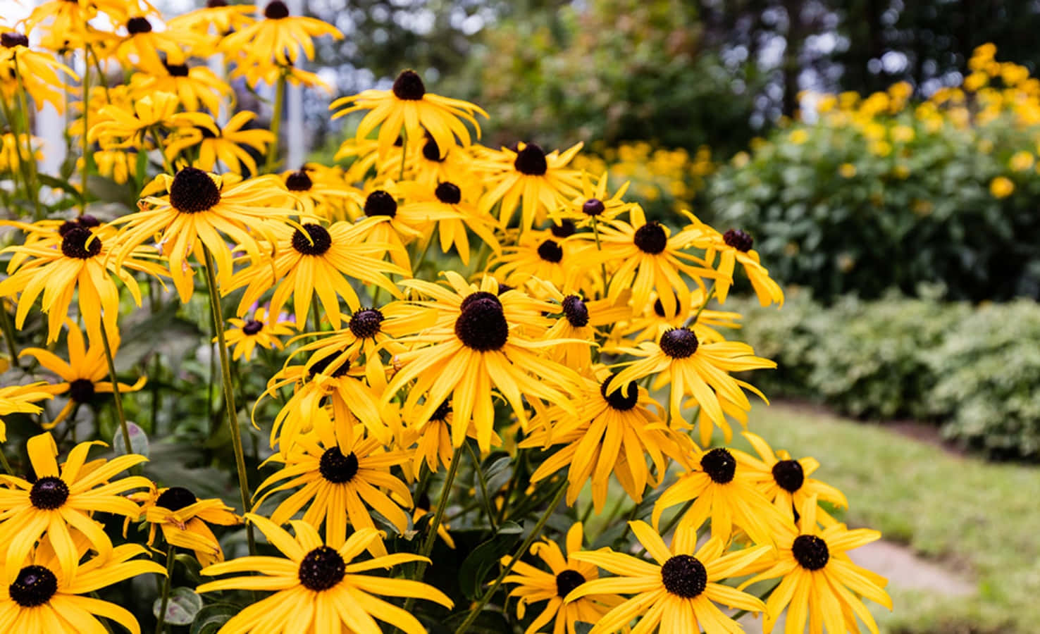 Colorful And Bright Black Eyed Susan Flowers Wallpaper