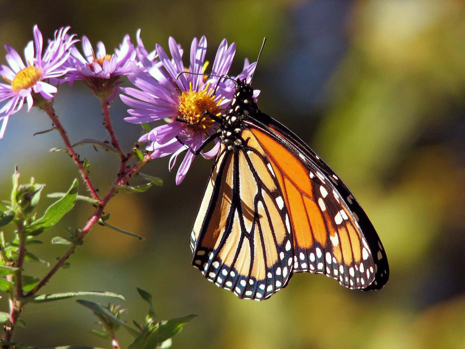 Colorful Beauty In The Butterfly Garden Wallpaper