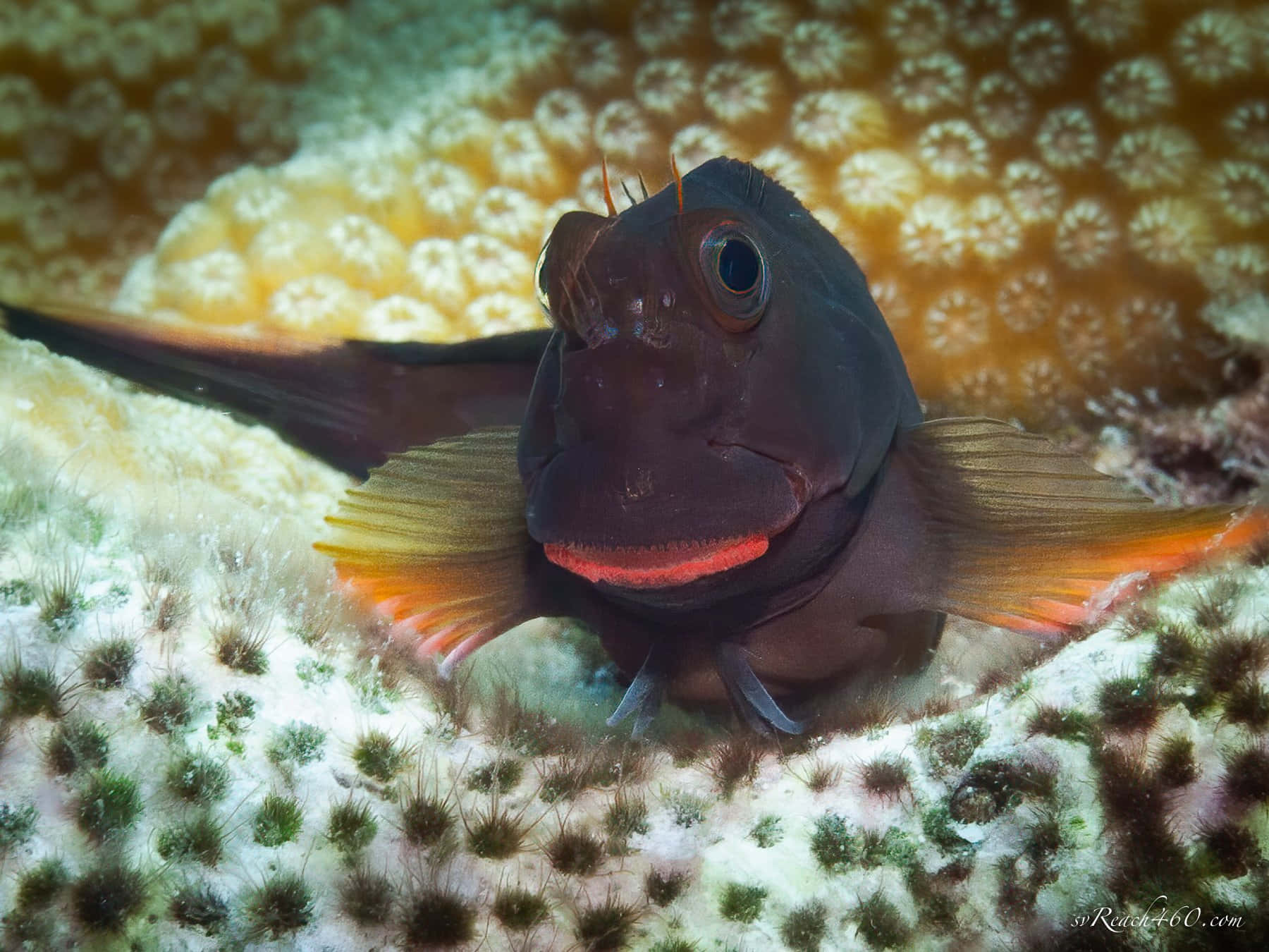 Colorful_ Blenny_on_ Coral_ Reef.jpg Wallpaper