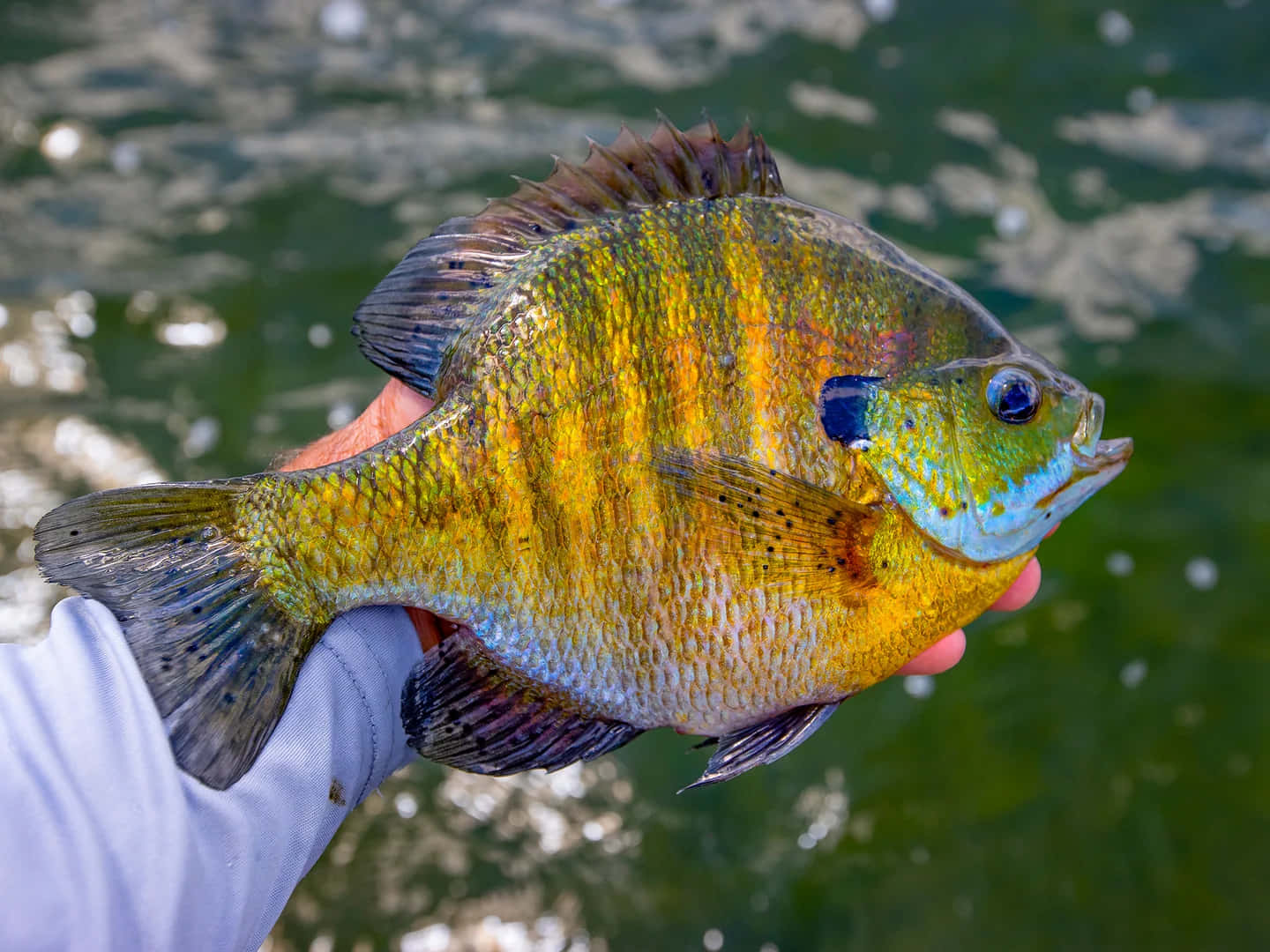 Colorful Bluegill Caught Fishing Wallpaper