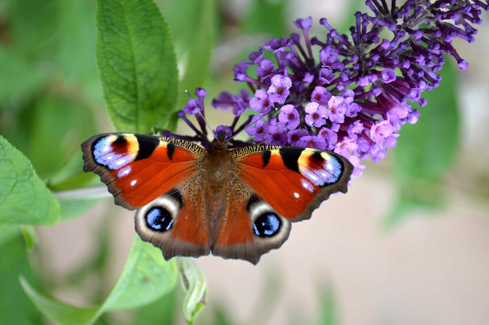 Colorful Bouquet Of Butterfly Bush Wallpaper