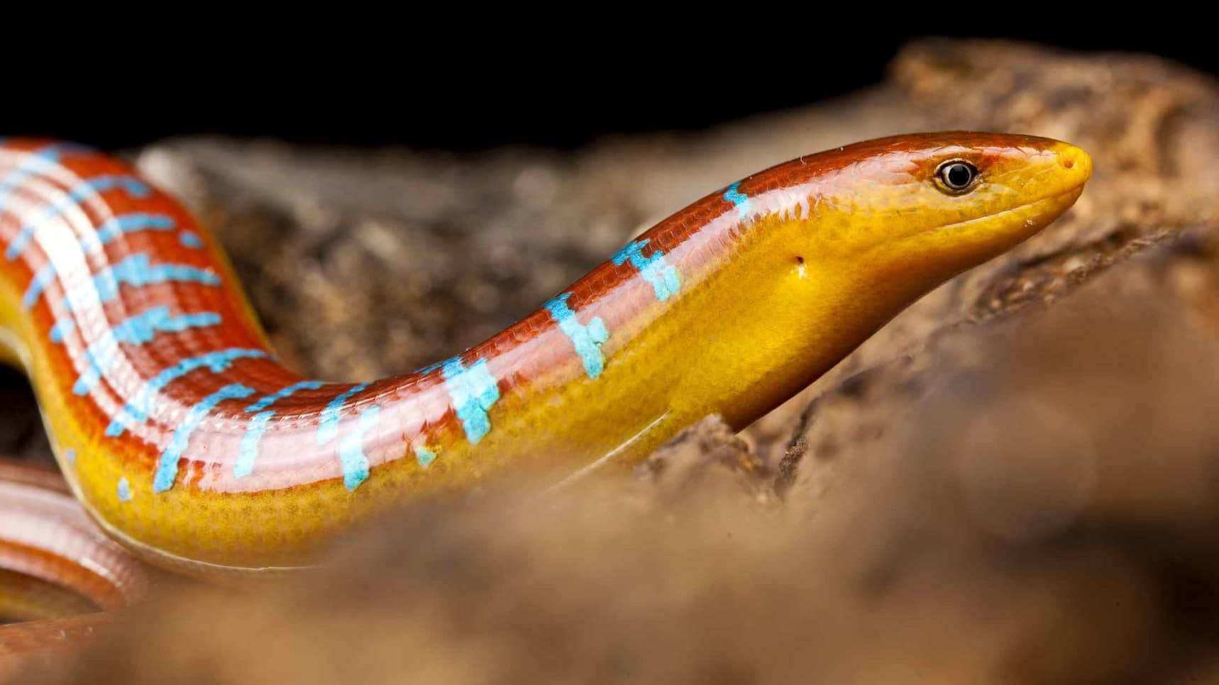 Colorful Burmese Glass Lizard Wallpaper