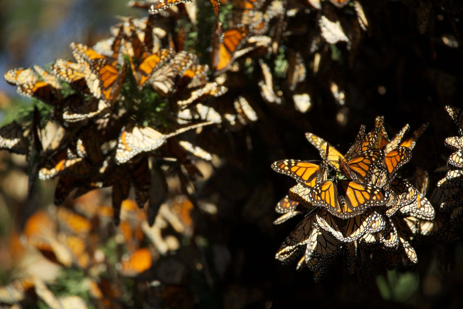 Colorful Butterflies On Journey Of Migration Wallpaper