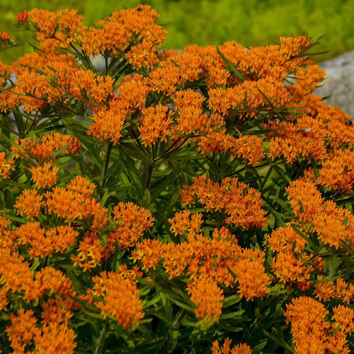 Colorful Butterfly Weed Blooming In Summer. Wallpaper