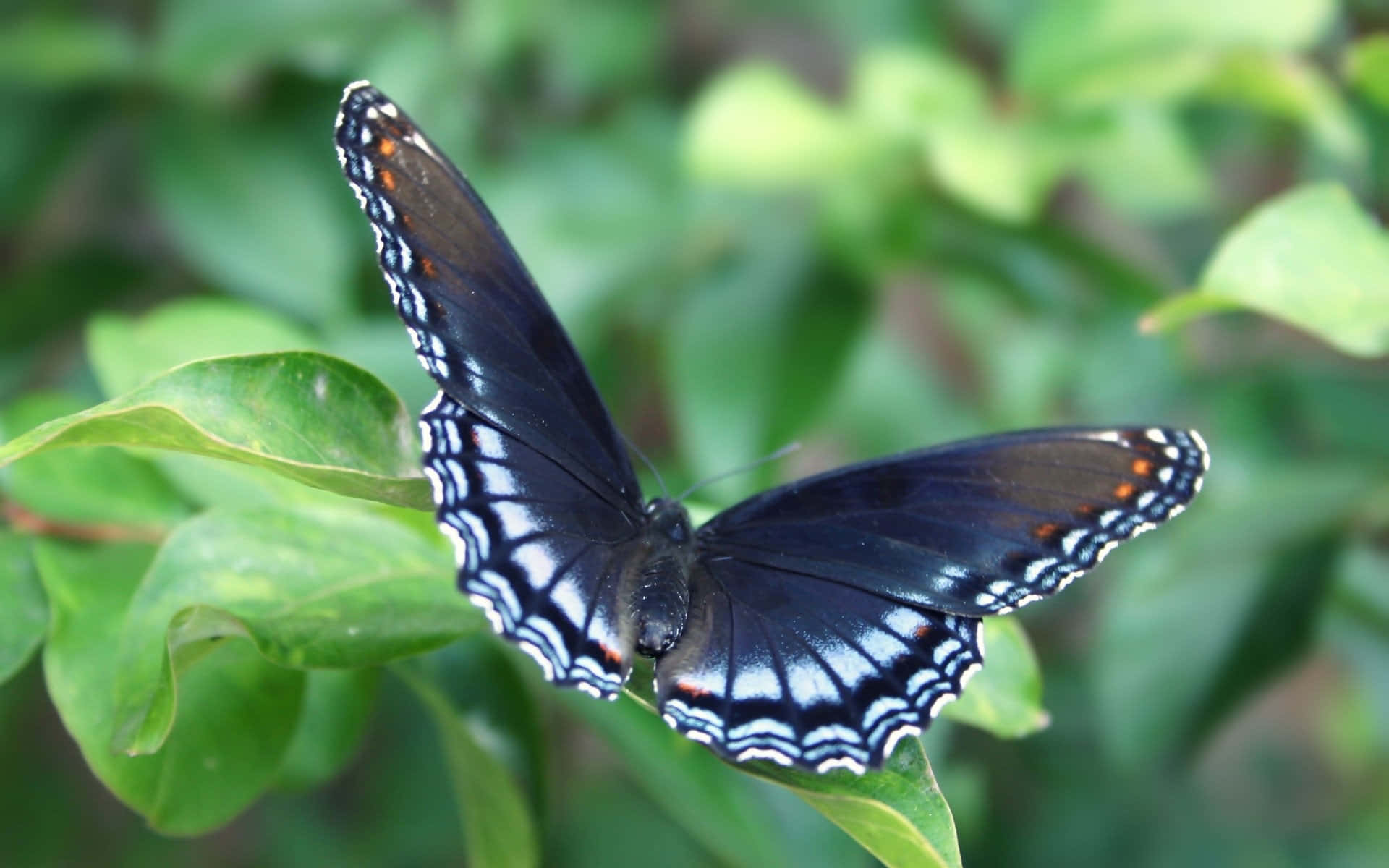 Colorful Butterfly Wings Against White Background. Wallpaper