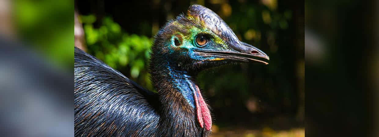 Colorful Cassowary Portrait Wallpaper