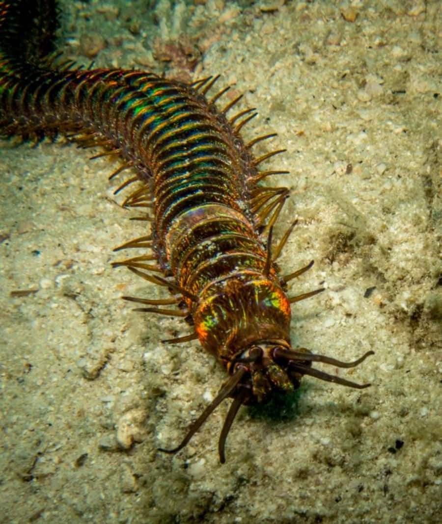 Colorful Centipedeon Sand Wallpaper