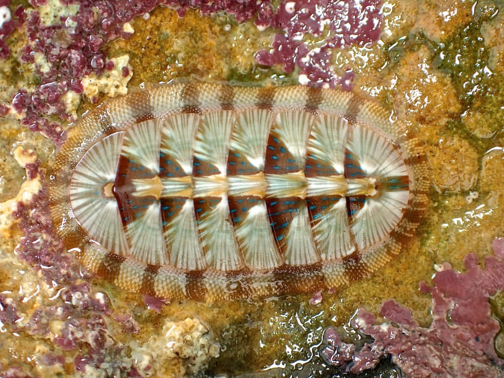 Colorful Chiton Neoloricata Species Wallpaper