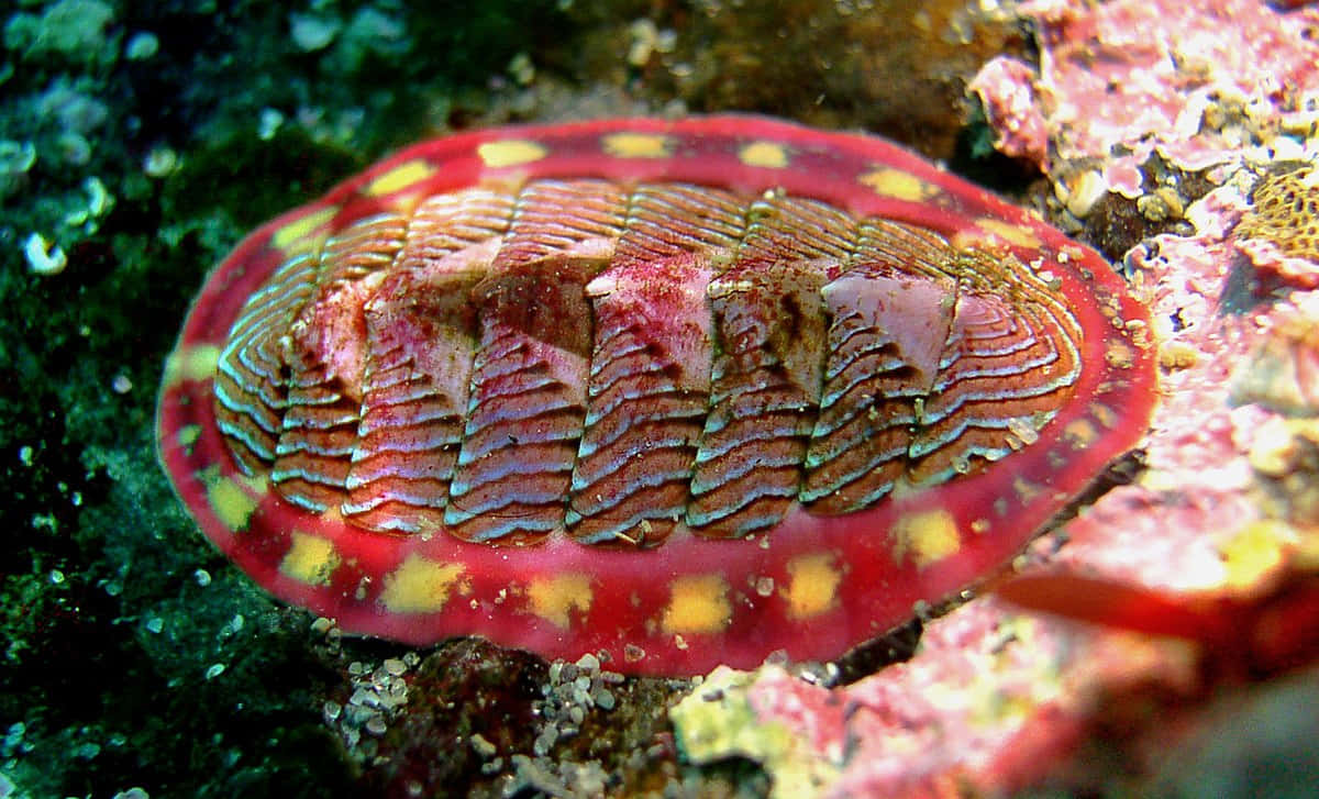 Colorful Chiton Underwater Wallpaper