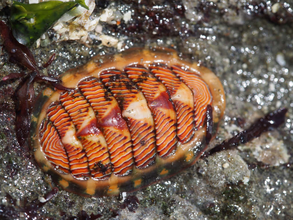 Colorful Chitonon Rocky Shore Wallpaper