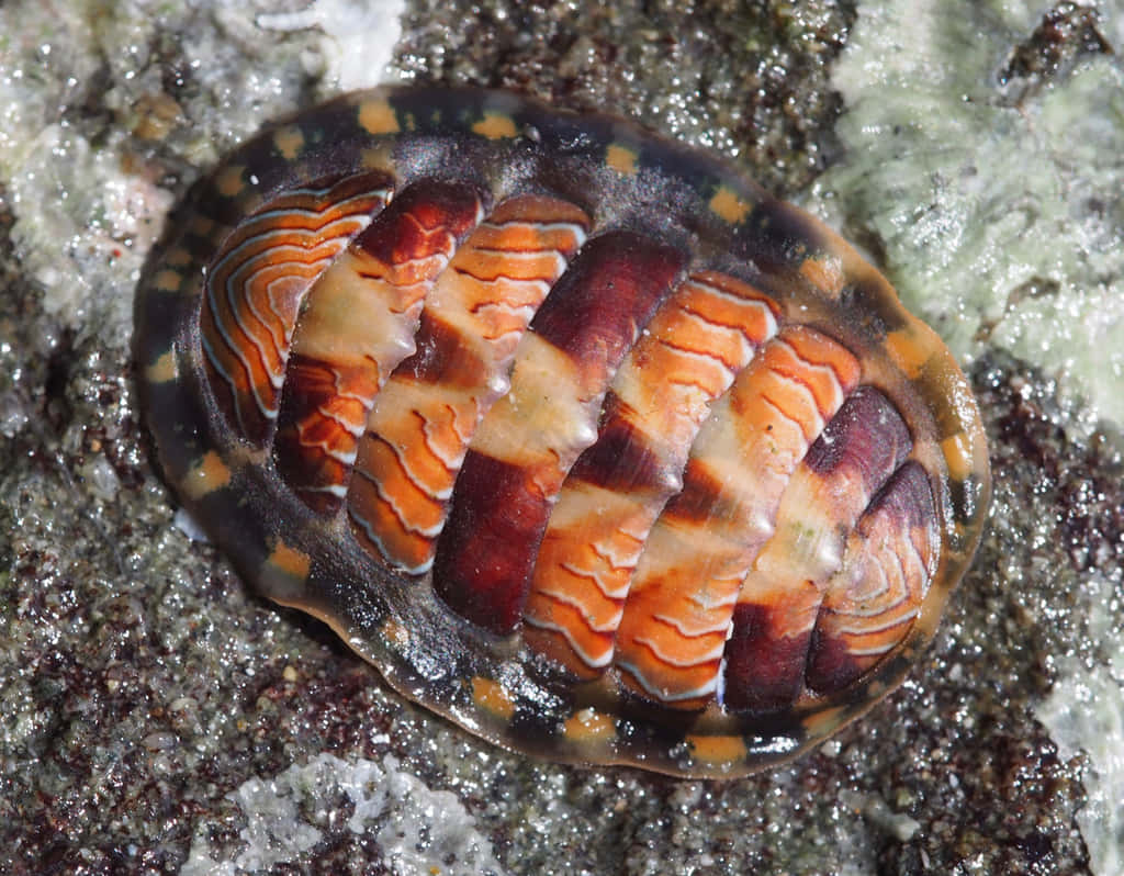 Colorful Chitonon Rocky Surface Wallpaper