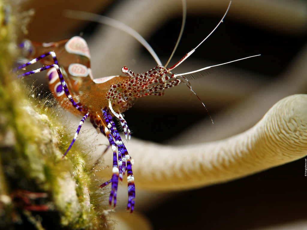 Colorful_ Cleaner_ Shrimp_ Closeup.jpg Wallpaper