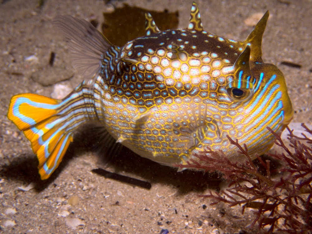 Colorful Cowfish Underwater Wallpaper