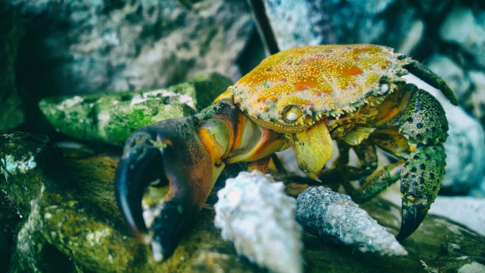 Colorful_ Crab_ Among_ Rocks Wallpaper