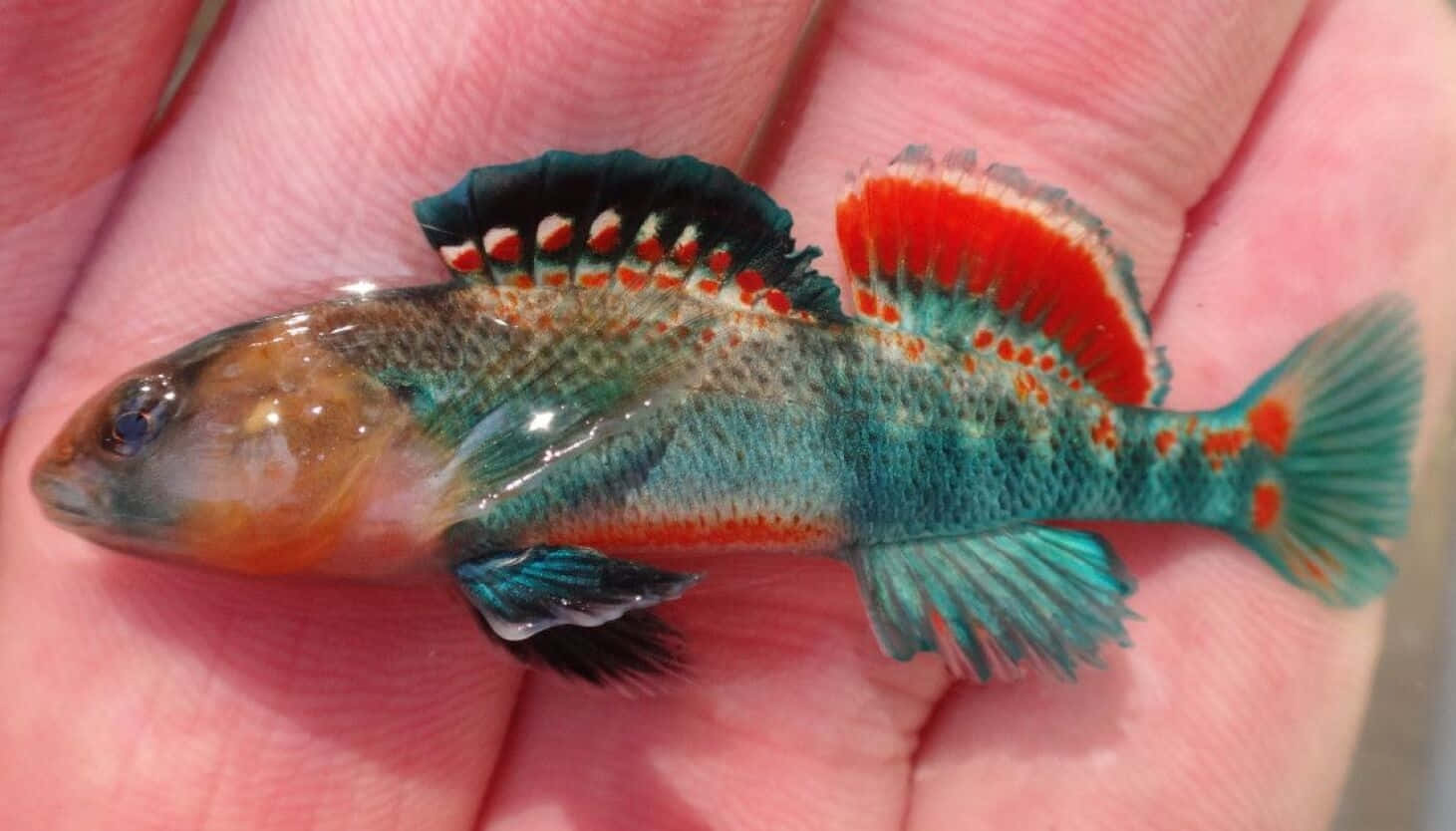 Colorful Darter Fish In Hand.jpg Wallpaper