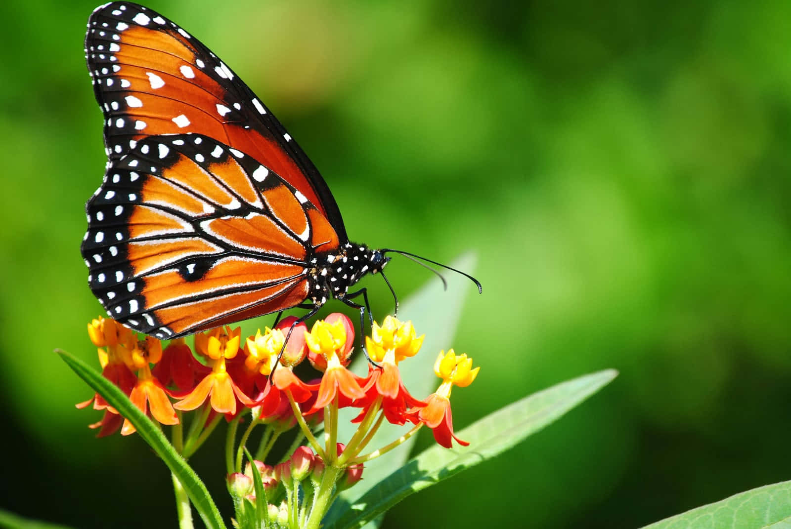 Colorful Emergence Of A Butterfly Wallpaper