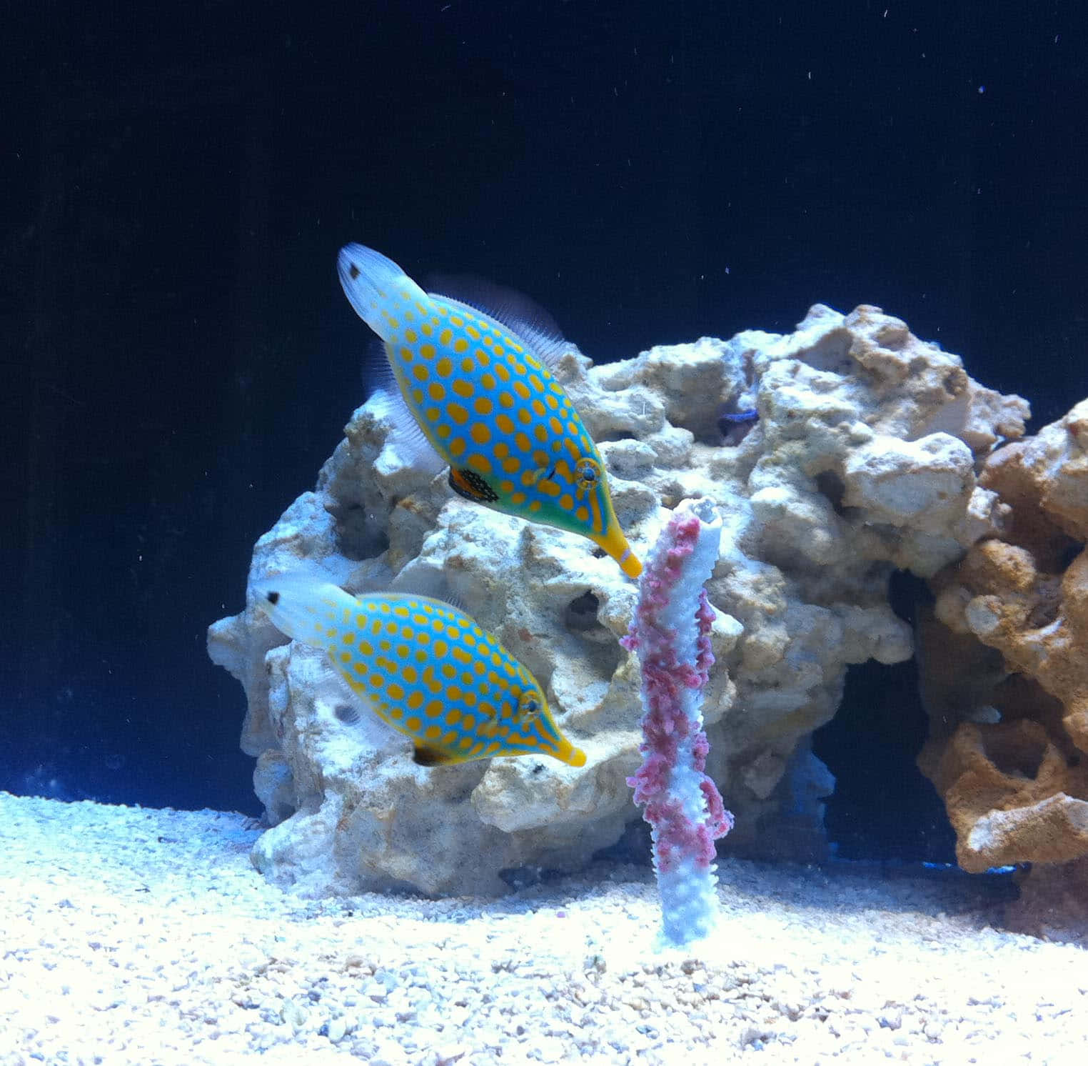 Colorful_ Filefish_ Aquarium_ Scene Wallpaper