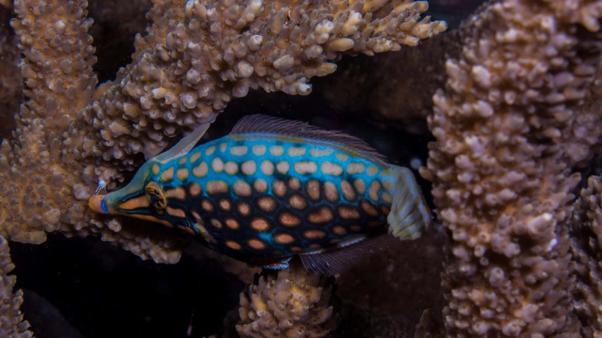 Colorful Filefish Swimming In Coral Reef Wallpaper